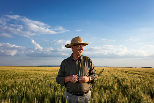 Portrait of senior farmer in standing in wheat at sunset.