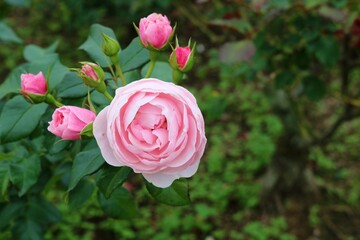 癒しのバラの花　風景