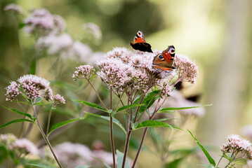 Schmetterlinge