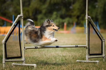 Sheltie is jumping over the hurdles. Amazing day on czech agility privat training