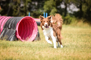 Dog is running in agility.  Amazing evening, Hurdle having private agility training for a sports...