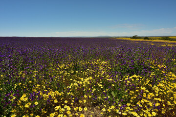A plate of never-ending purple and yellow flowers on a plain in Namaqualand