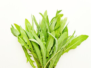 Sonchus arvensis on white