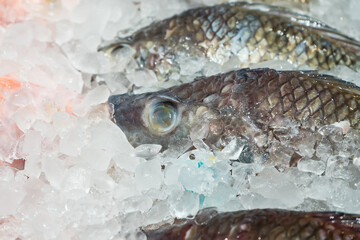 Fresh fish on ice display in a supermarket.