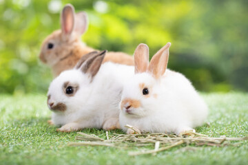 Group of adorable bunny sitting on green grass, waiting for feeding food in the garden. Cute animal and pet.