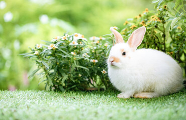 Adorable white bunny eating sunflower on green grass at garden, waiting for feeding food in the garden. Cute animal and pet.
