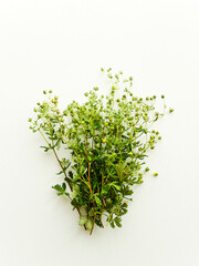 Potentilla argentea on white