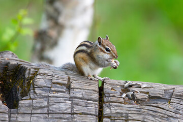 Chipmunk sits on a log. Summer. Russia, Buryatia