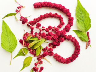 Amaranth on white