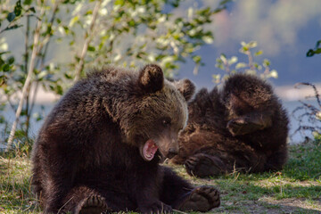 Obraz premium Wild young bear on the side of the road in Romania