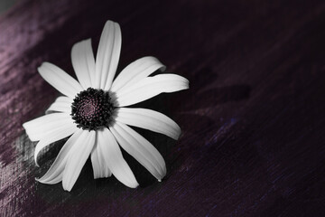 Obraz premium Bright blooming flower on an abstract dark background.