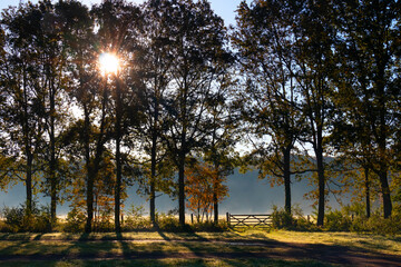 Naklejka premium Sunny landscape and wooden fence in autumn in the Netherlands 