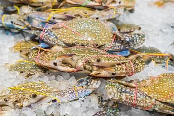 Colorful crab on salt ice as raw ingredient for cooking that selling in the market