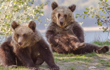 Young bears on a road in Romania