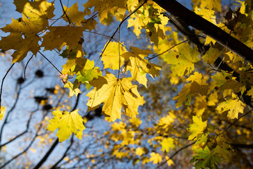 Leaves on a tree in late summer at sunset
