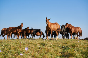 Fototapeta premium Herd of horses in the field mammals animals landscape