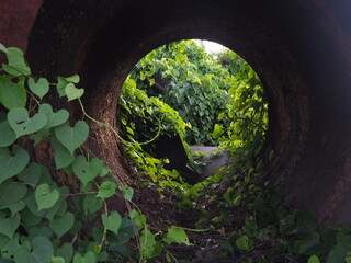 .Trees grow where steel pipes are abandoned, rusting.