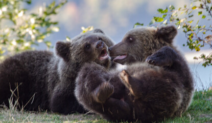 Young bears