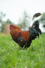 Big beautiful red rooster on the grass