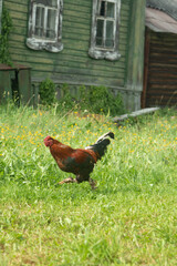 Red rooster quickly runs in the village