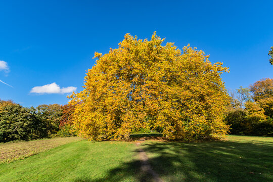 Platane, Goldener Herbst im Schlosspark in Putbus auf Rügen