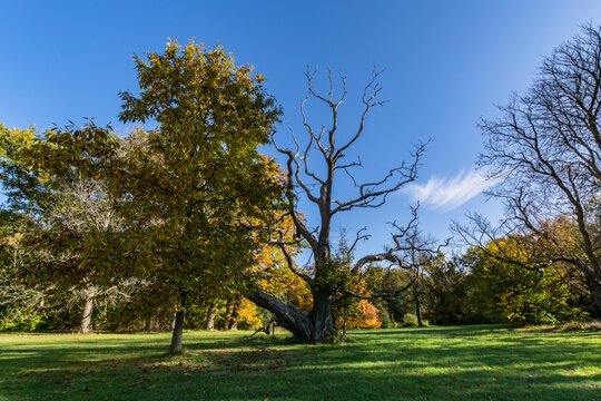 Goldener Herbst im Schlosspark in Putbus auf Rügen