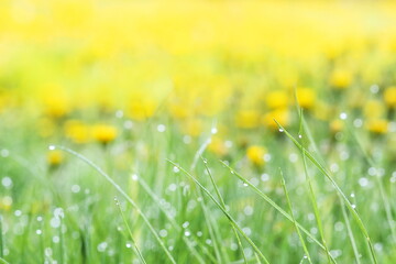 dew on blades of grass, macro close-up of morning dew on the grass