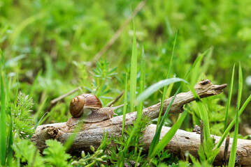grape snail on a wooden stick in the wild
