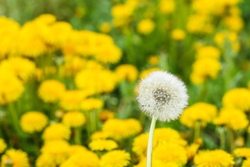 fluffy dandelion on a blurry background of a field of yellow dandelions