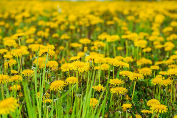 a lot of yellow dandelions are blooming in the meadow