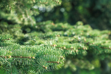 spruce branch with needles close-up, blue spruce blurred background