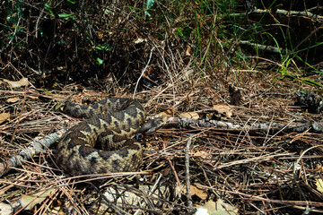 Nose-horned viper // Europäische Hornotter (Vipera ammodytes meridionalis) - Peloponnese, Greece
