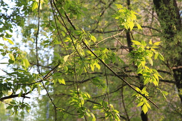 leaves in the sun