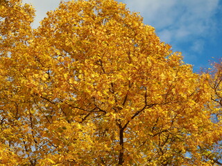 yellow autumn leaves