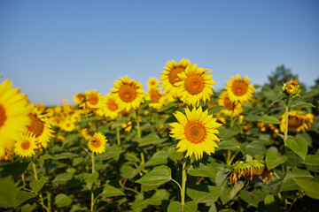 Agricultural field with yellow  blooming sunflowers against the blue sky