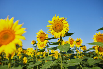 Agricultural field with yellow  blooming sunflowers against the blue sky