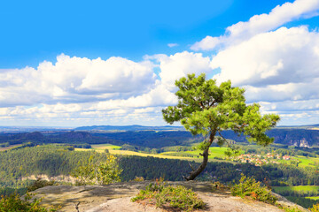Fototapeta na wymiar Weather pine on the mountain Lilienstein, Saxon Switzerland - Germany 