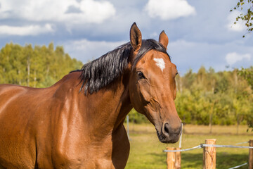 Fototapeta na wymiar Beautiful bay horse close up with a birthmark. 