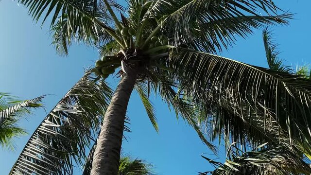 Branches of palm trees are developed by strong wind. Dense greenery of coconut palms moves against the background of blue sky. Shore of the island. Yachts and boats can be seen on blue water of sea