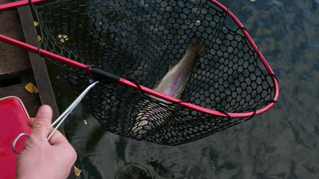 Lake trout are caught in sport fishing competitions