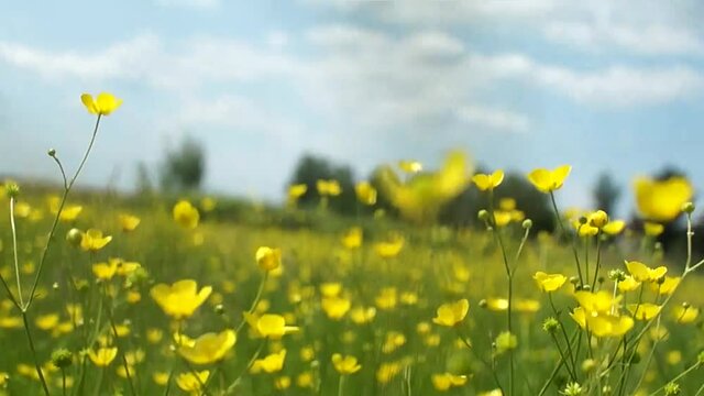 running across a field of green grass and yellow flowers
