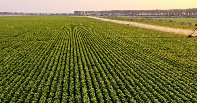 Soy bean field watered with pivot irrigation system