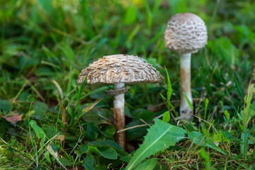 Pale toadstools in the forest.
