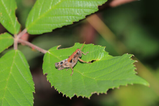 rufous grasshopper insect macro photo