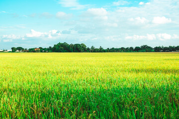 Green rice field. Environment Nature Plant Spring Summer.  Rural scene