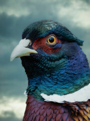 close up of a pheasant