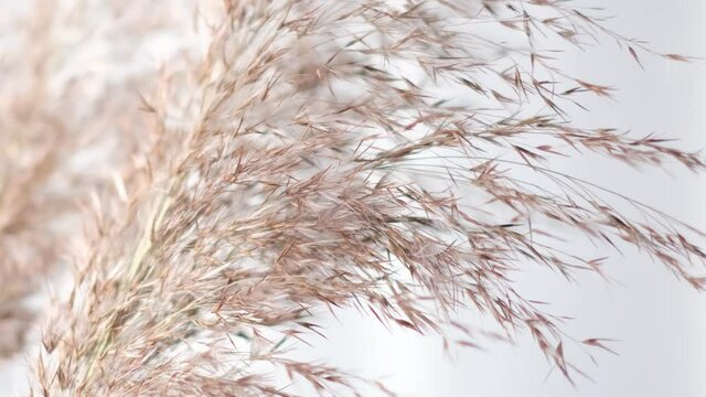 Pampas grass against pecan wall. Abstract natural background of soft plants Cortaderia selloana moving in the wind. Bright and clear scene of plants similar to feather dusters.