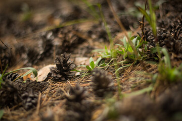 close up of a pine cone