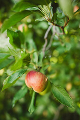 Apple on tree ready to pick, delicious fruit
