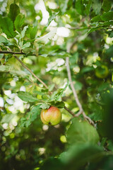 Apple on tree ready to pick, delicious fruit